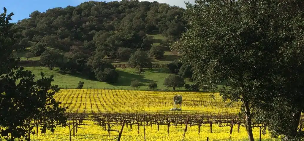 vineyard wide e1693609130518